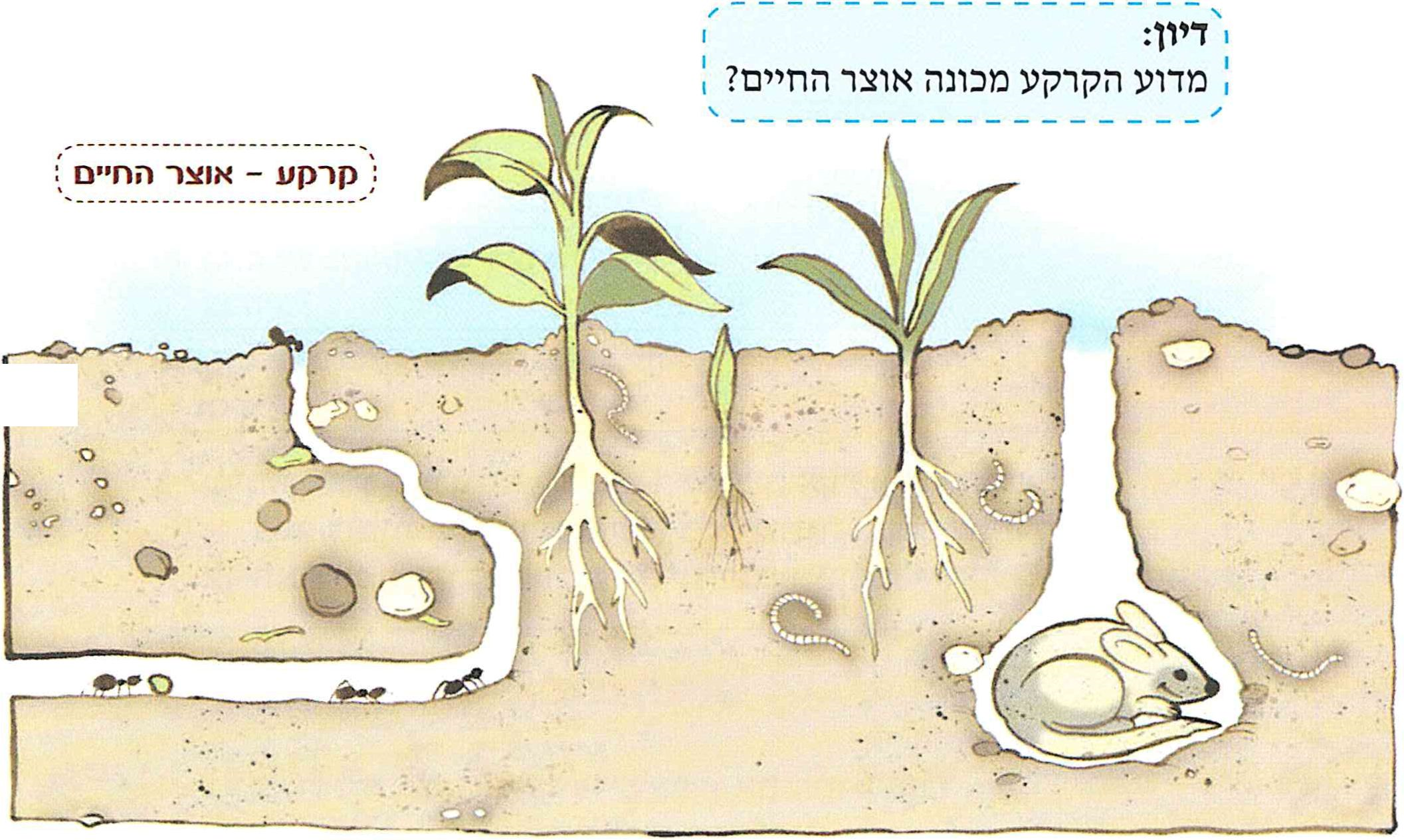 (בספר ציור)